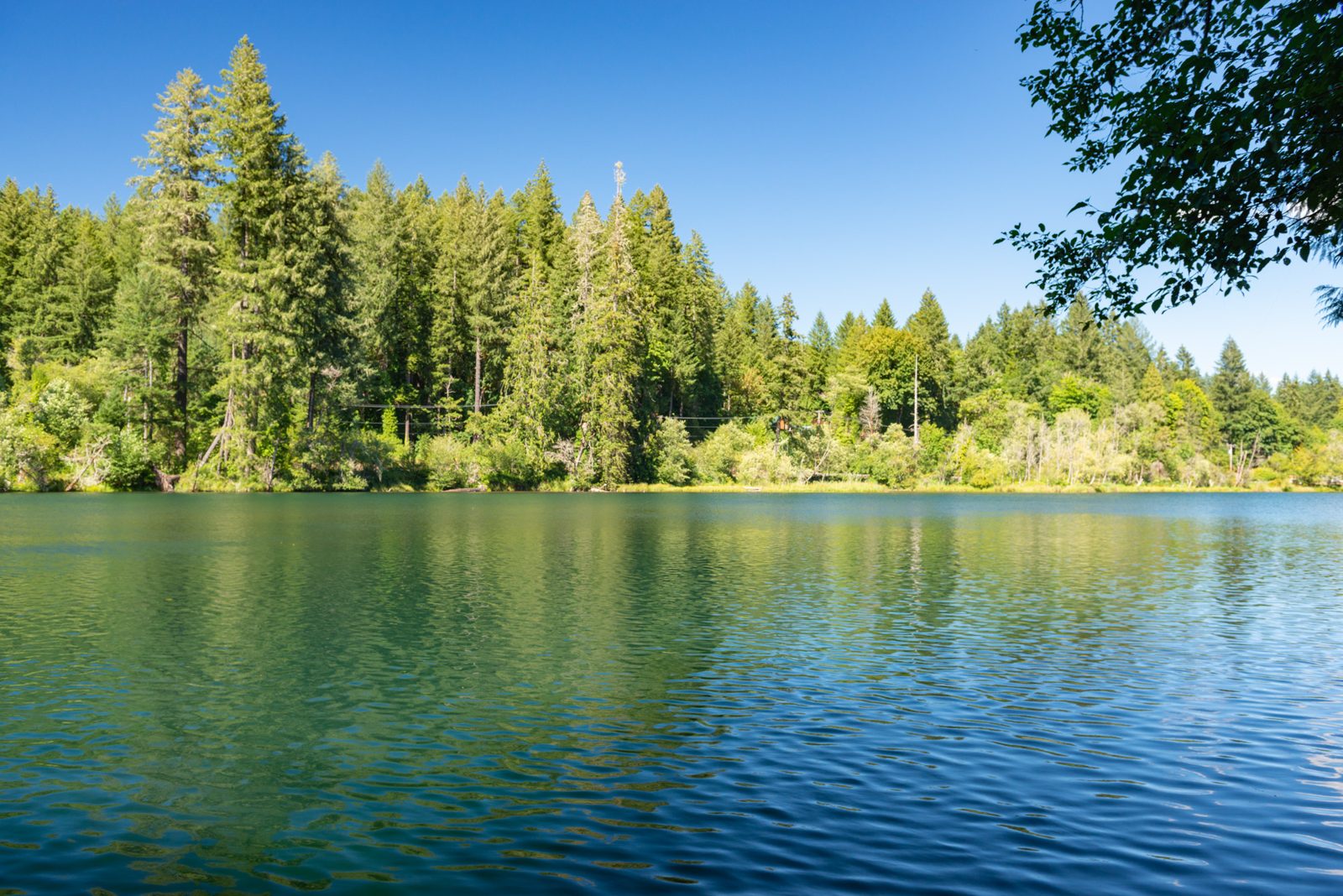 Calm water of Leaburg Lake reflecting the surrounding forest