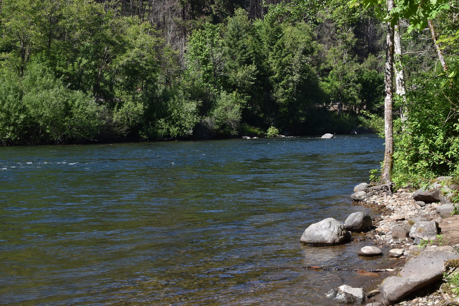 Clear water of the McKenzie River along a wooded bank