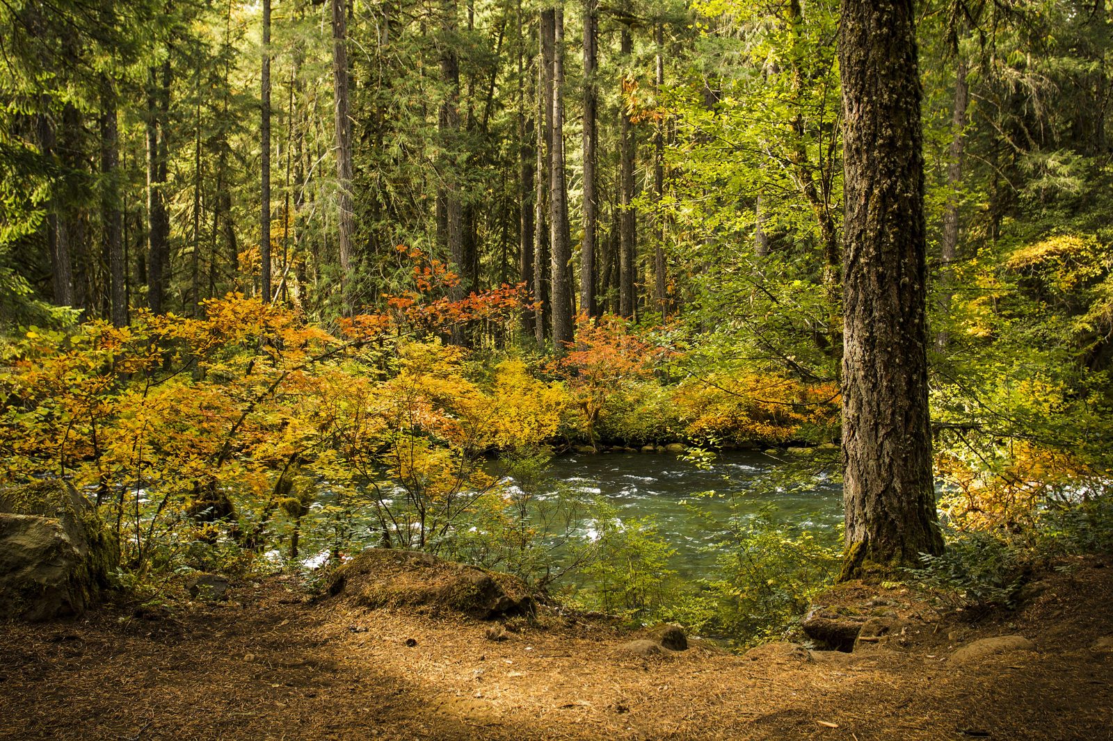 Autumn colors along the McKenzie River near Finn Rock