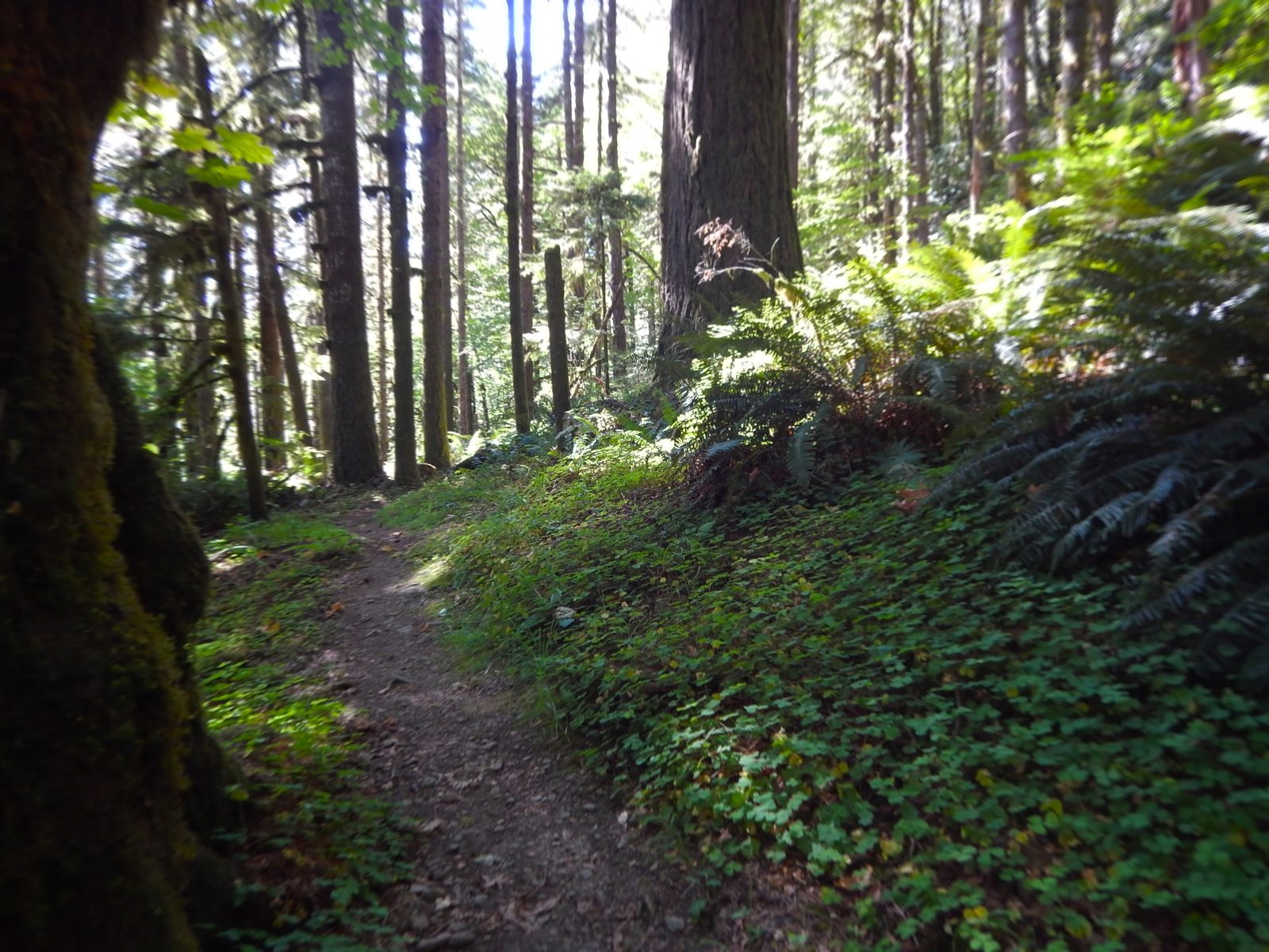 Forest closing in along the lower McKenzie corridor