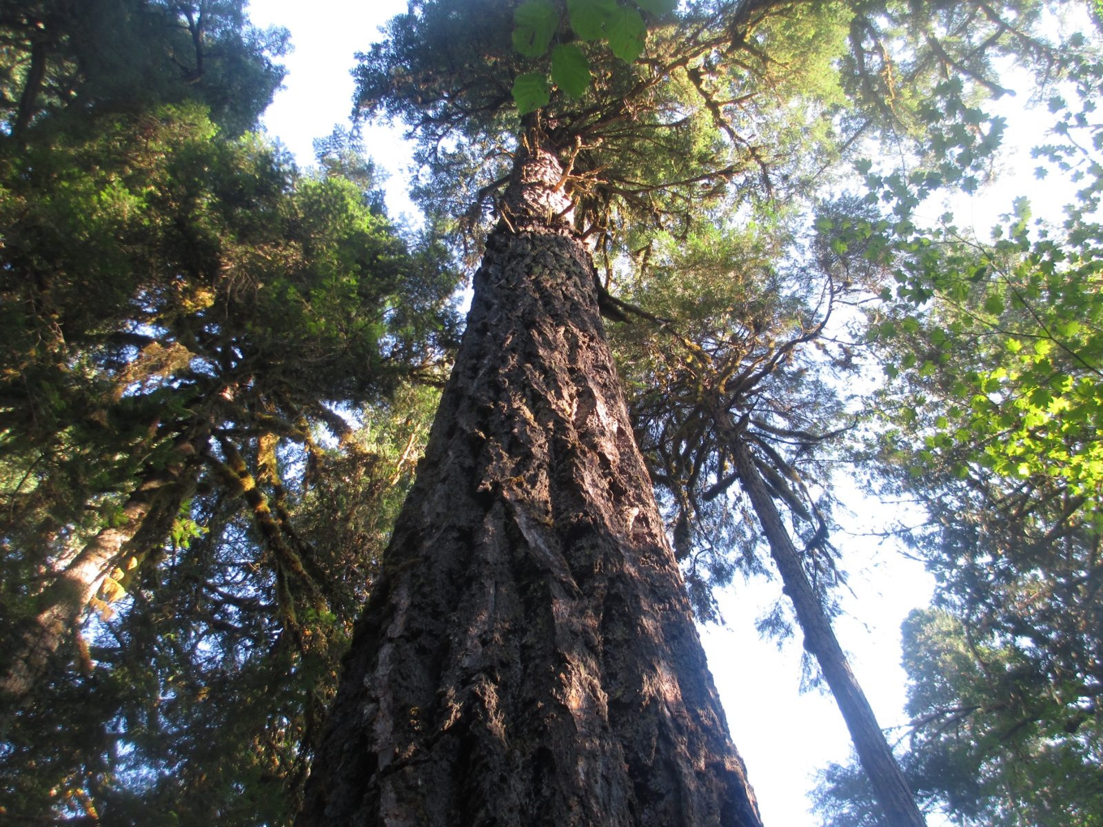 Old-growth forest canopy near Rainbow in the McKenzie Valley