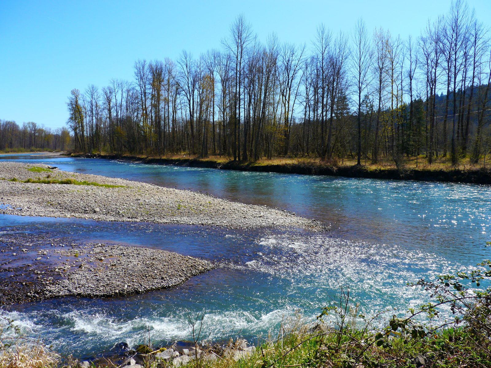River flowing past Clearwater Park in Springfield, Oregon